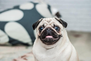 How To Choose Pet Friendly Fabrics For Your Sofa